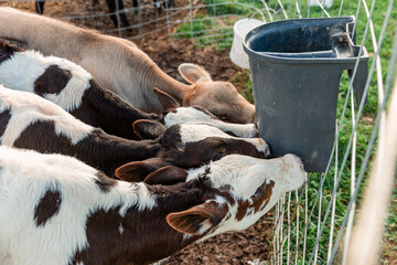dairy calves drinking milk in rural pen © Cavan