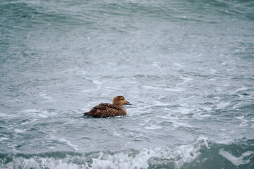 Fototapeta premium Eider duck floating on foamy seawater