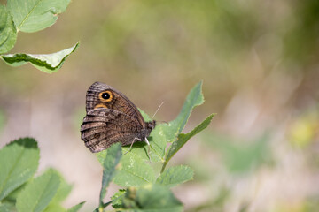 A brown butterfly with an eye spot on its wing rests on a green leaf