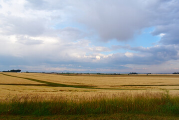 Yellow Wheat Fields Below Cloudy Sky