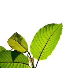 green leaves isolated on white