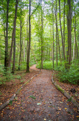 Fototapeta premium Hiking Trail at Hainich National Park, National park in Thuringia
