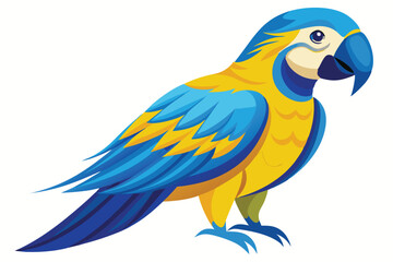 blue and yellow macaw Ara bird illustration on white background.