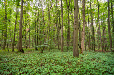 The Forest Floor at Hainich National Park, National park in Thuringia