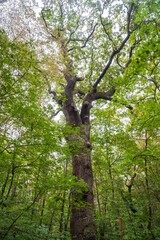 Fototapeta premium The Canopy at Hainich National Park, National park in Thuringia