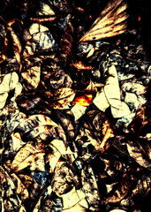 autumn leaves background