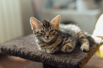 Young cute bengal kitten laying on a soft cat's shelf of a cat's house indoors.