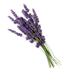Bunch Of Fresh Lavender Flowers With Green Stems Isolated On White Background