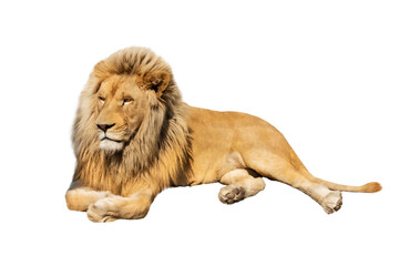 lion isolated on a white background. © fotomaster