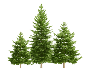 christmas tree isolated on white