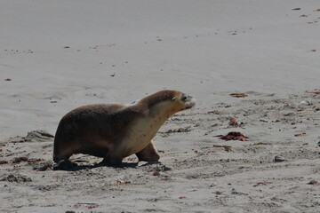 Australian sea lion
