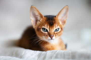 Abyssinian ruddy cat with blinking eyes lying on a bed. Beautiful two month old kitten with big ears. Close up portrait. Selective focus.