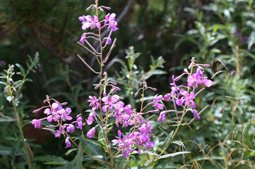 Fototapeta premium Flowers of Ivan-tea (Epilobium angustifolium), medicinal plant that grows in the Ukrainian Carpathians