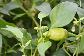 fresh green chili on plant closeup, chili plants in organic farming, Chilies closeup in field, Green chili plant in a farmer's field, Ripe green chili on a plant in Chakwal, Punjab, Pakistan