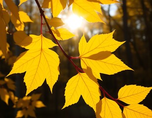 Fototapeta premium A close-up of bright yellow birch leaves glowing in the low afternoon sunlight.