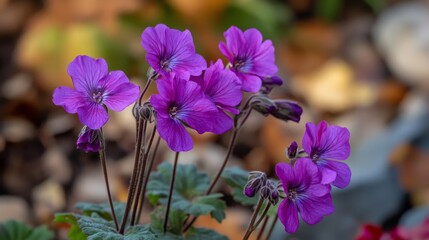 Pelargonium capitatum, rose geranium, blooms with purple flowers in October.