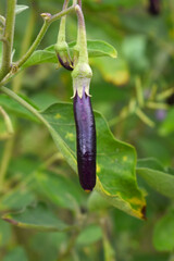 Fresh long purple brinjal (eggplant) hanging on the plant, brinjal in the vegetable field waiting to be picked for consumption. brinjal hanging on the brinjal plant. Fresh vegetable, healthy vegetable