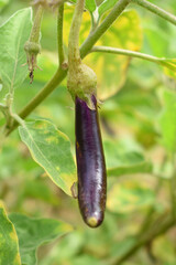 Fresh long purple brinjal (eggplant) hanging on the plant, brinjal in the vegetable field waiting to be picked for consumption. brinjal hanging on the brinjal plant. Fresh vegetable, healthy vegetable