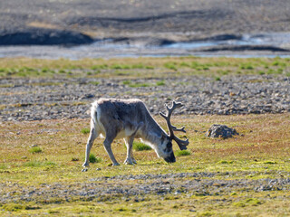 Svalbard Reindeer, Kapp Waldburg, Barentsøya, Spitsbergen, Svalbard