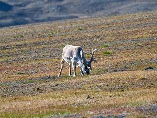 Svalbard Reindeer, Kapp Waldburg, Barentsøya, Spitsbergen, Svalbard