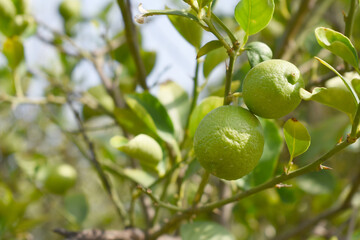 fresh lemon on plant closeup, Close-up Lemon fruit hanging on tree, photo of fresh lemons plants, Bunch of fresh ripe lemons on a lemon tree branch, Ripe fresh lemon hangs on tree branch in sunshine. 