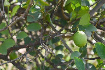 fresh lemon on plant closeup, Close-up Lemon fruit hanging on tree, photo of fresh lemons plants, Bunch of fresh ripe lemons on a lemon tree branch, Ripe fresh lemon hangs on tree branch in sunshine. 