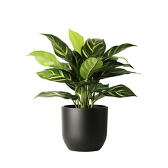 Lush Green Indoor Plant In Black Pot Isolated On White Background