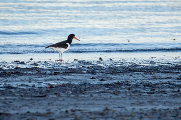 Haematopus ostralegus, oystercatcher, shore feeding bird, sea, ocean, surf, seabird, red bill, feeding, waves, water, salt,