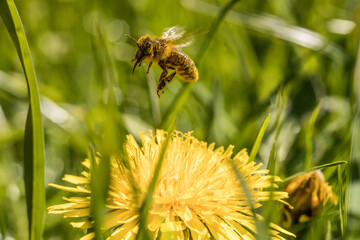 bee flying over flower, flowering, blooming dandelion, yellow flower, pollinator, pollen, pollination, apis melifera