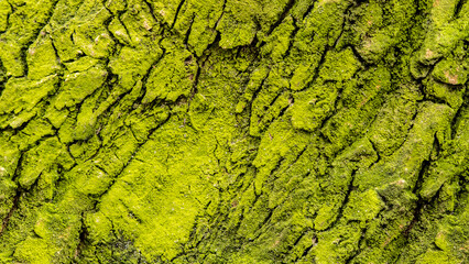 texture, green bark, old tree, pattern, texture, bark covered with moss, bark covered with algae, diagonal frame, bark, abstract, background, wallpaper