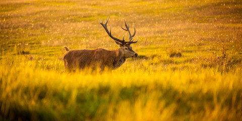 Naklejka premium red deer during rut, cervus elaphus, golden hour, male deer, antlers, grass, foreground, deer in landscape, environmental photo
