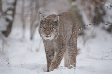 Obraz premium lynx walking on snow, lynx, winter, snow, path, walking, lynx lynx, wild cat, european, predator, food chain, wild cat, large predator, apex predator, cat, wild, feline, fur, wildcat, carnivore