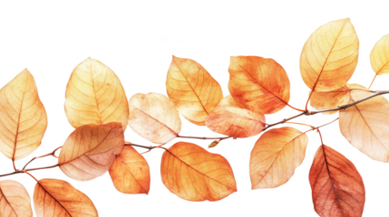 Autumn leaves, white isolate background
