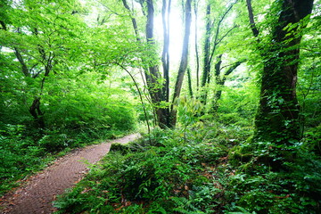 Obraz premium mossy rocks and mossy old trees in spring forest