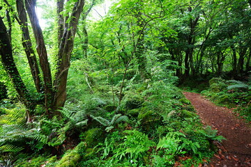 Fototapeta premium mossy rocks and mossy old trees in spring forest