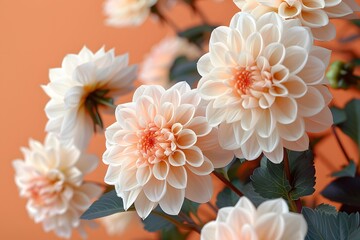 Obraz premium Elegant White Dahlias Against an Orange Background - Floral Photography for Posters and Cards