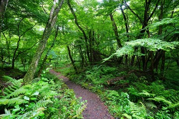 fine spring path in the gleaming sunlight
