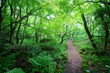 Obraz premium fine spring path in the gleaming sunlight 