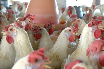 Closeup portrait of White hen at poultry farm, Layer farm, Group of healthy white chicken in poultry farm closeup, hen face closeup in farm, poultry, layer hens for eggs, poultry and livestock Chicken