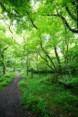 fine spring path through mossy old trees 
