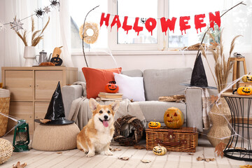 Cute Corgi dog with pumpkins and witch hats sitting in room decorated for Halloween party