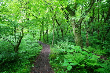 Fototapeta premium mossy old trees and path in spring forest