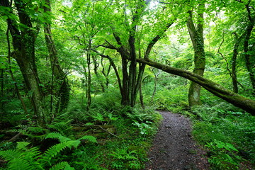 mossy old trees and path in spring forest