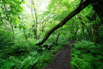 fine path in deep forest