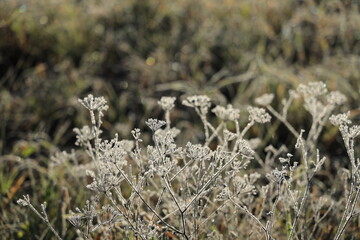 Dry tops of cumin frost-covered against a beautiful blurred background in autumn time