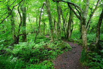 Obraz premium mossy old trees and path in spring forest