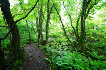 mossy old trees and path in spring forest