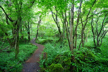fine path in deep forest