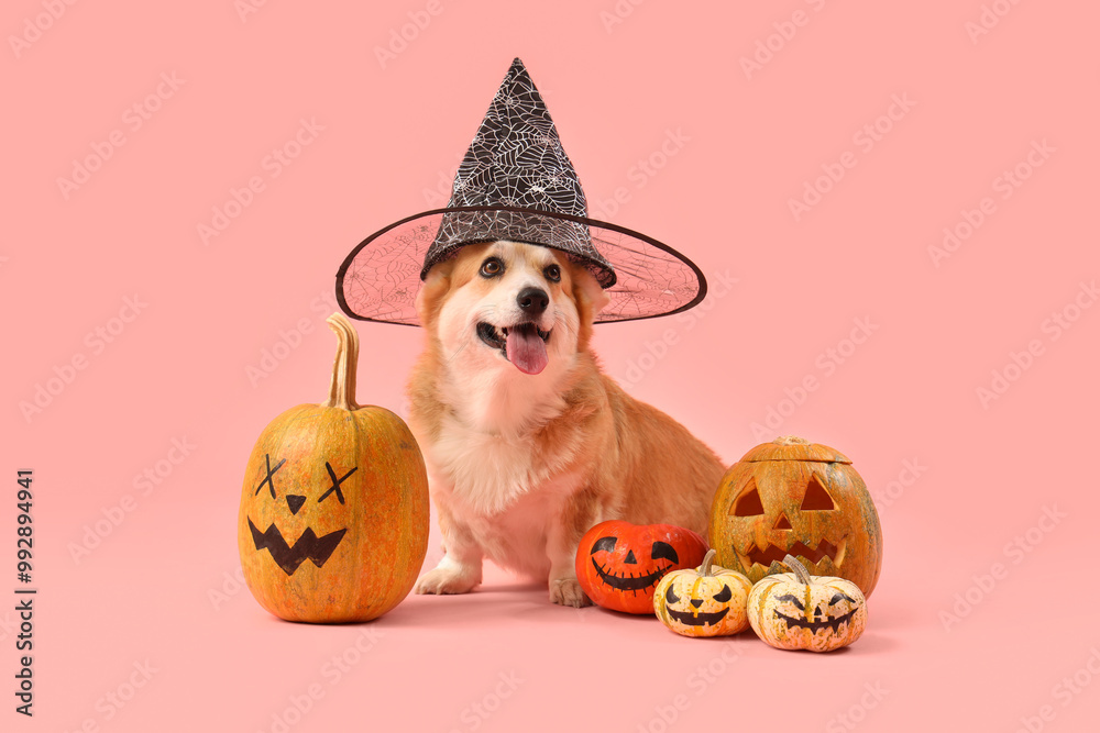 Sticker Cute Corgi dog in witch hat with Halloween pumpkins sitting on pink background