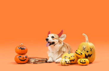 Cute Corgi dog in devil horns with Halloween pumpkins and spell book lying on orange background